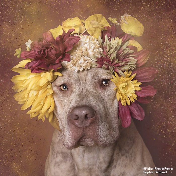 Pitbull café con flores en la cabeza 