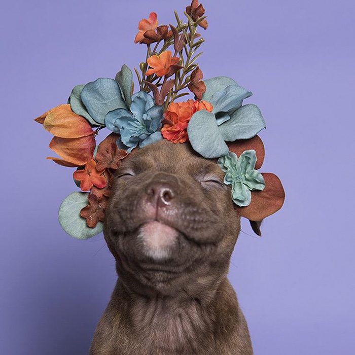 Pitbull cachorro feliz con flores en la cabeza 