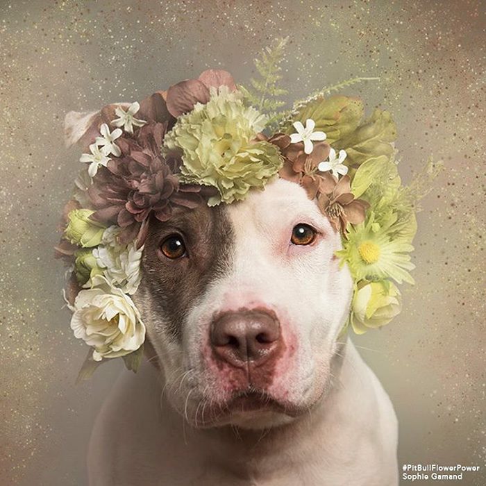 Pitbull café y blanco con flores en la cabeza 