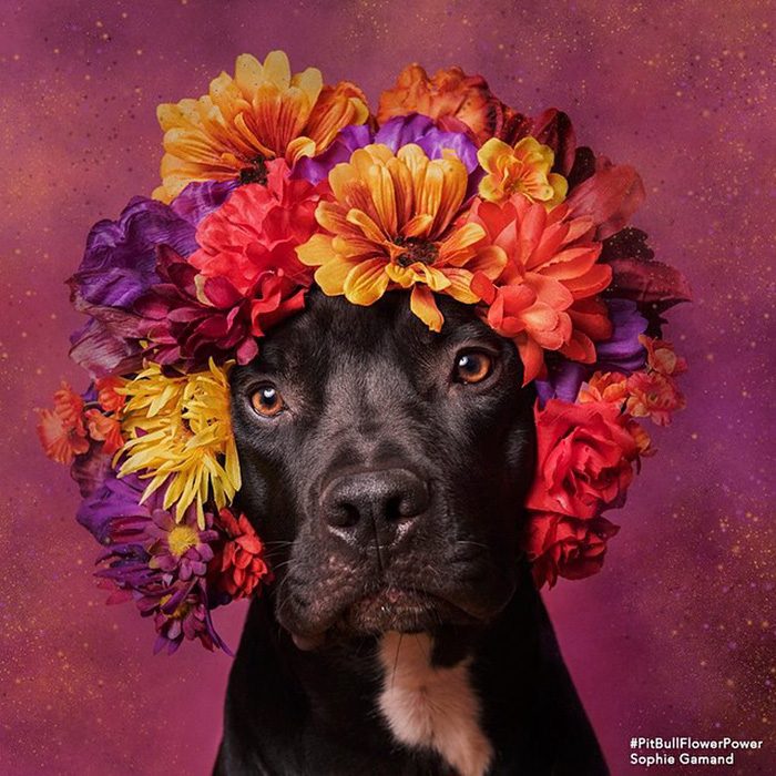 Pitbull negro con flores en la cabeza 