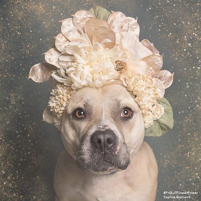 Pitbull con flores en la cabeza 