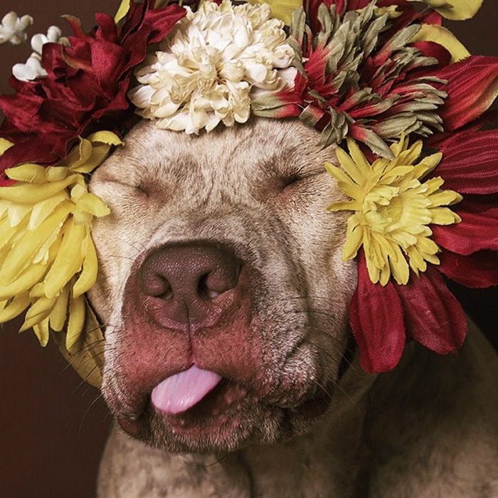 Pitbull café claro con flores en la cabeza 