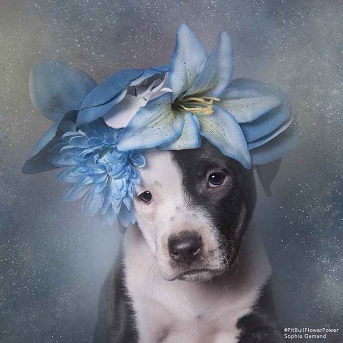 Pitbull negro y blanco con flores en la cabeza 