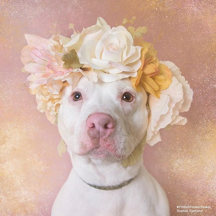 Pitbull blanco con flores en la cabeza 