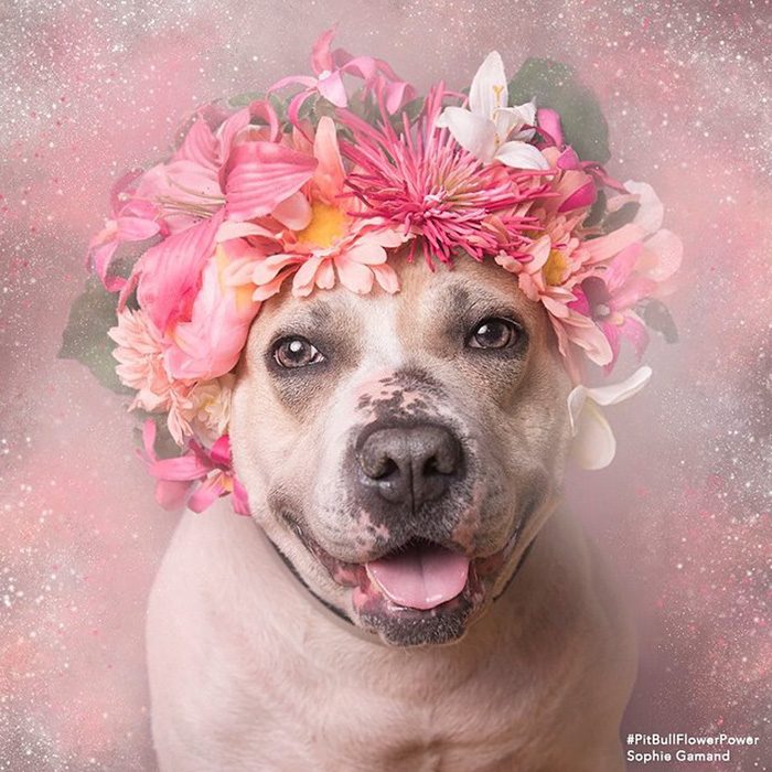 Pitbull café y blanco con flores en la cabeza 