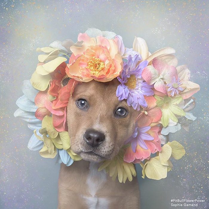 Pitbull cachorro con flores en la cabeza 