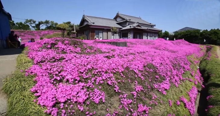 jardin de flores en la casa de kuroki