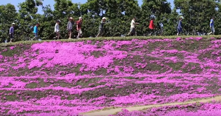 niños caminando en jardin de flores 