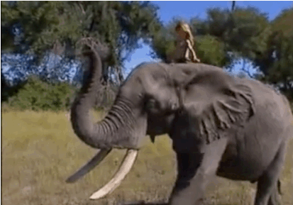 niña tippi con amigo abu elefante sobre el