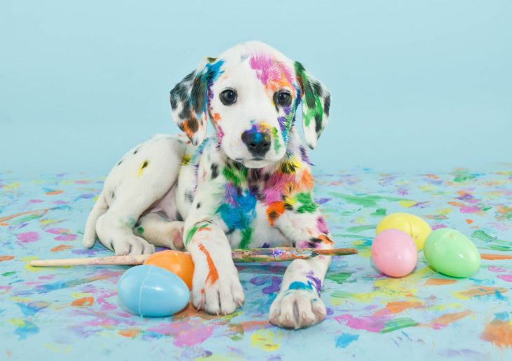 perro cachorro dalmata jugando con huevos de pascua y pintura