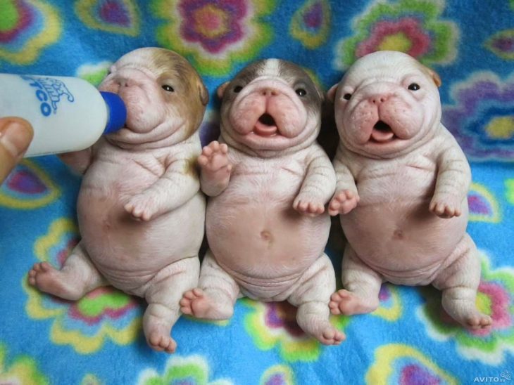 tres cachorritos comiendo de un biberon tiernos 