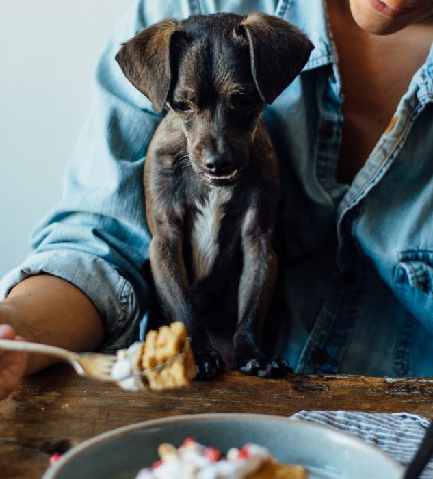 cachorro arriba de la mesa esperando que le den de comer 