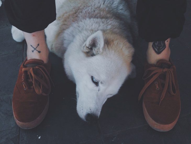 perro blanco sentado en los pies de persona zapatos tatuajes