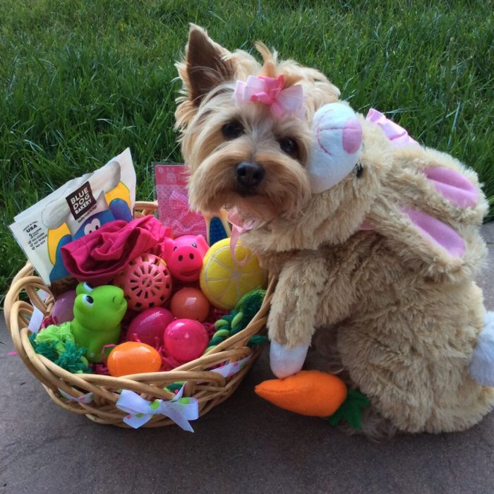 perro vestido con ropa de bebe huevos de pascua consentido
