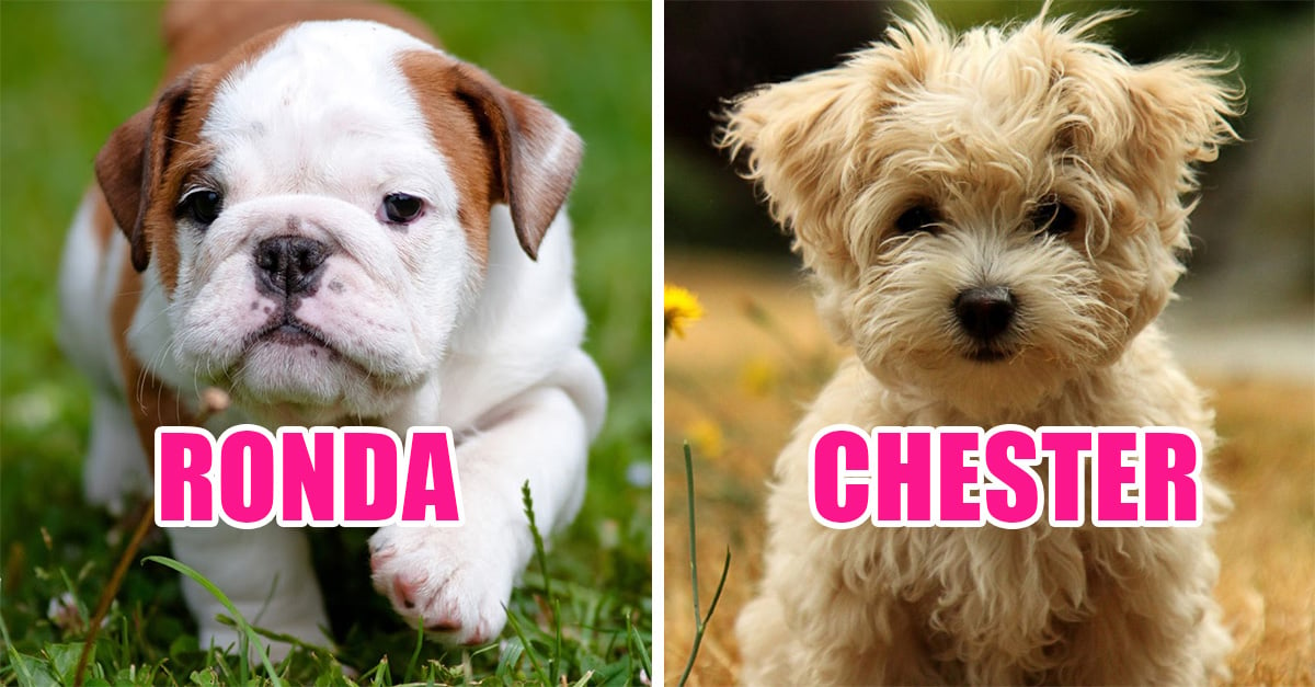 20 Ideas de nombres para perros, bonitos y sencillos