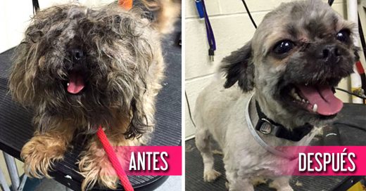 Este hombre les corta el pelo gratis a los perros viejos de los refugios para ayudarlos a encontrar hogar