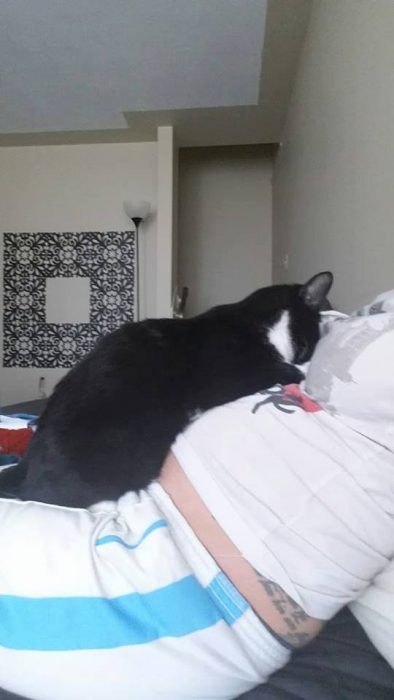 Gato acurrucado sobre el vientre de su dueña