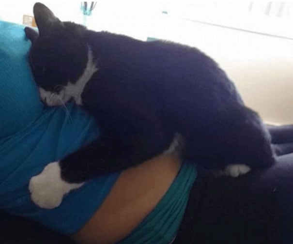Gato acurrucado sobre el vientre de su dueña 