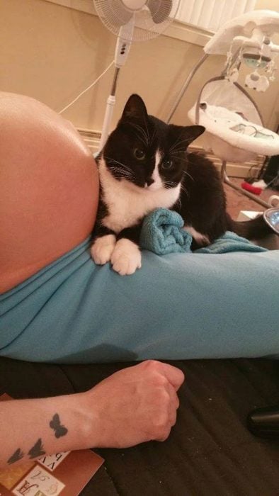 Gato sentado sobre el vientre de su dueña protegiéndolo 