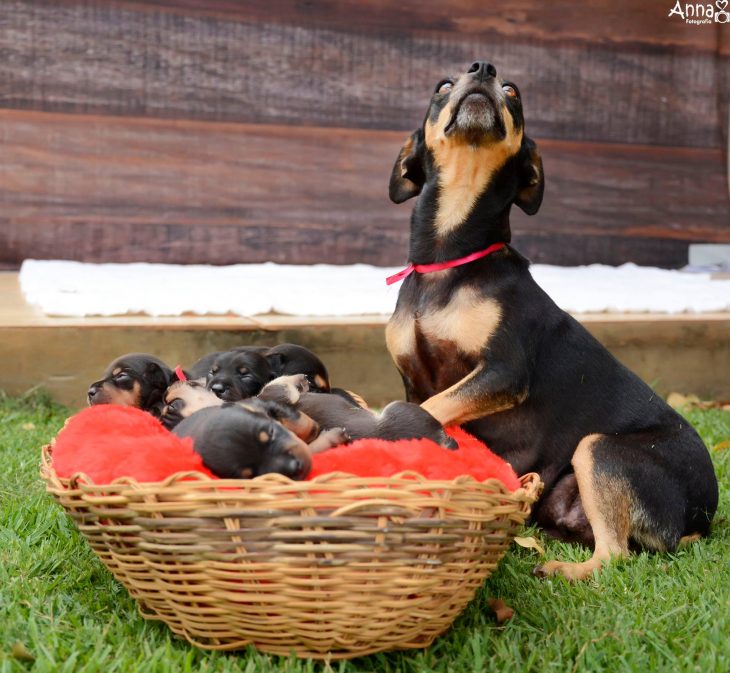 Adorable perra posando con sus cachorros 