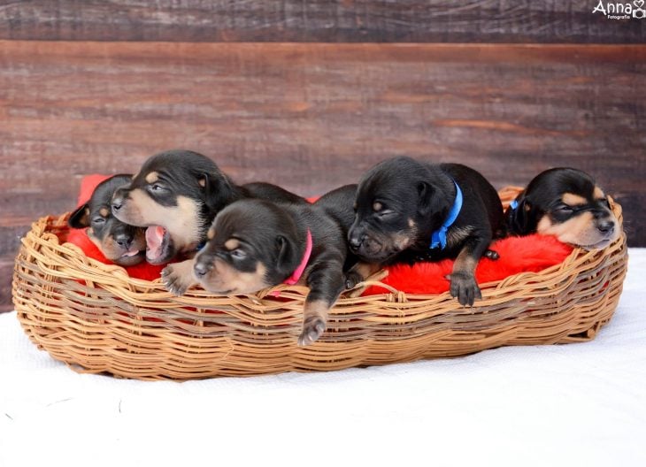 Cachorros chihuahua en una cesta 