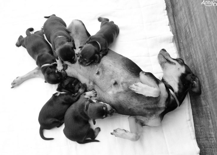 Perrita alimentando a sus cachorros 