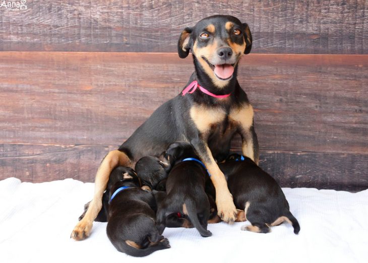 Lalica, perra posando con sus cachorros 