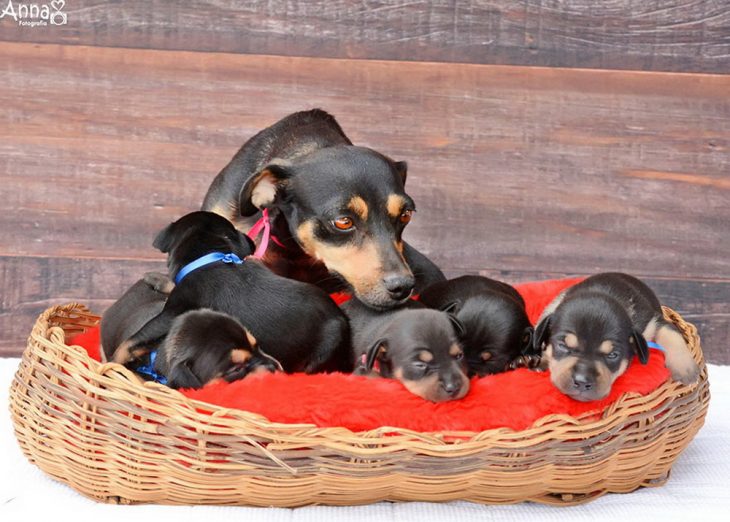 Mamá perrita oliendo a sus cachorros 