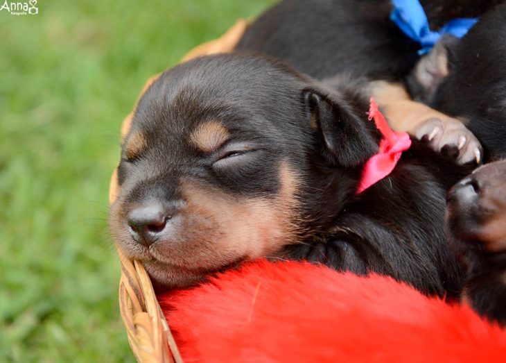 Cachorro dormido 