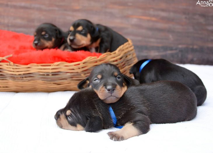 Cachorros dormidos 