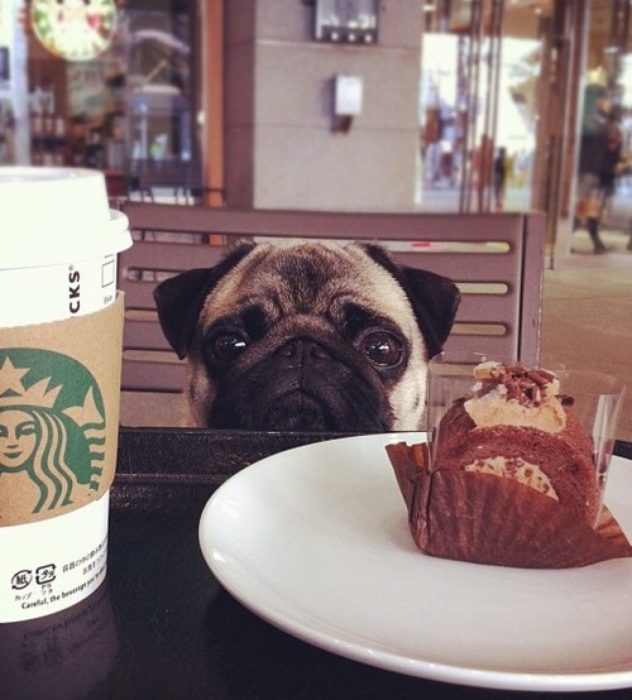 Pug pidiendo de comer 