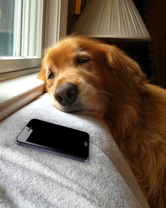 Perro dormido junto a un celular 