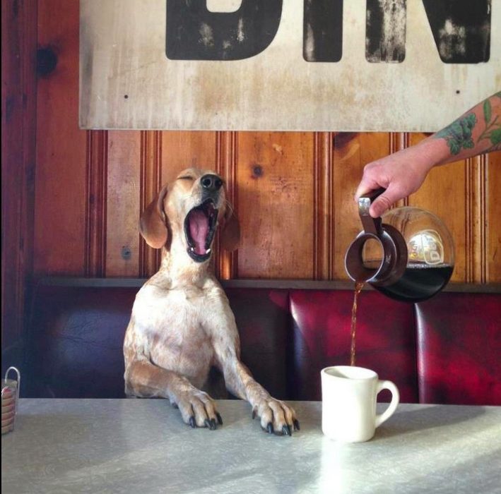 Perro sentado en una mesa bostezando 