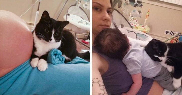Gato se enamora de bebé antes de nacer
