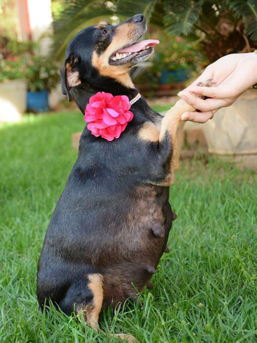 perrita embarazada en sesión de fotos 