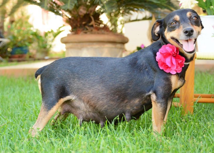 perrita embarazada sonriendo 