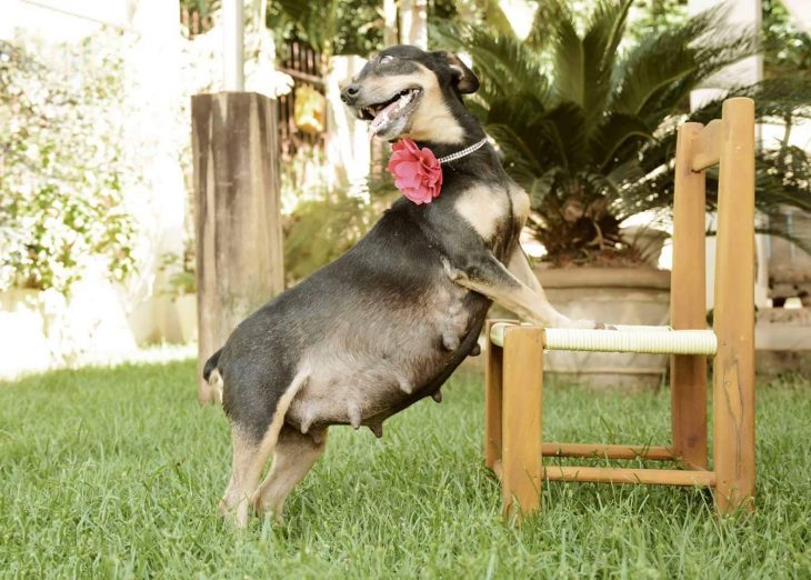 perrita embarazada posando en una silla 