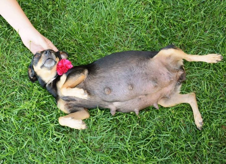 Perrita embarazada acostada en el pasto 