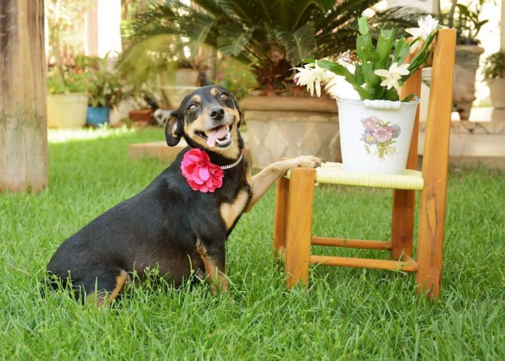 perrita embarazada posando para la cámara 