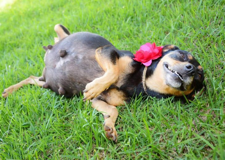 perrita embarazada feliz 