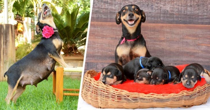 La adorable perrita de la sesión de maternidad que conmovió al mundo ¡Ha dado a luz a 5 cachorros!
