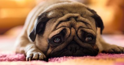 15 Formas en que estás haciendo infeliz a tu perro y tú ni siquiera lo sabías