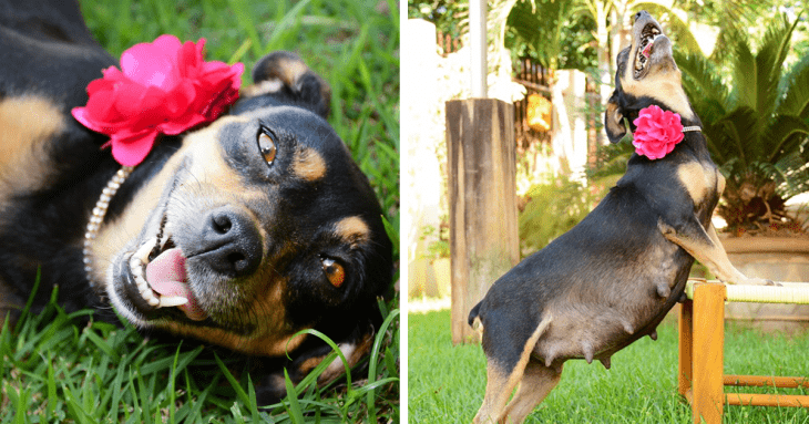 Esta es la sesión de fotos de la perrita embarazada más adorable que verás en tu vida