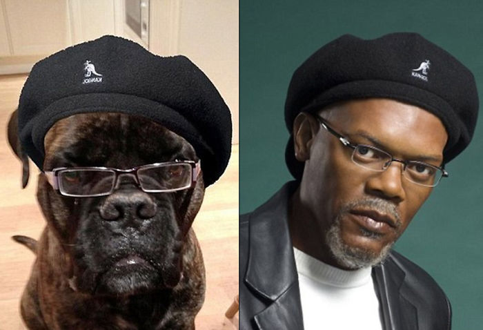 Samuel L. Jackson y perro parecido