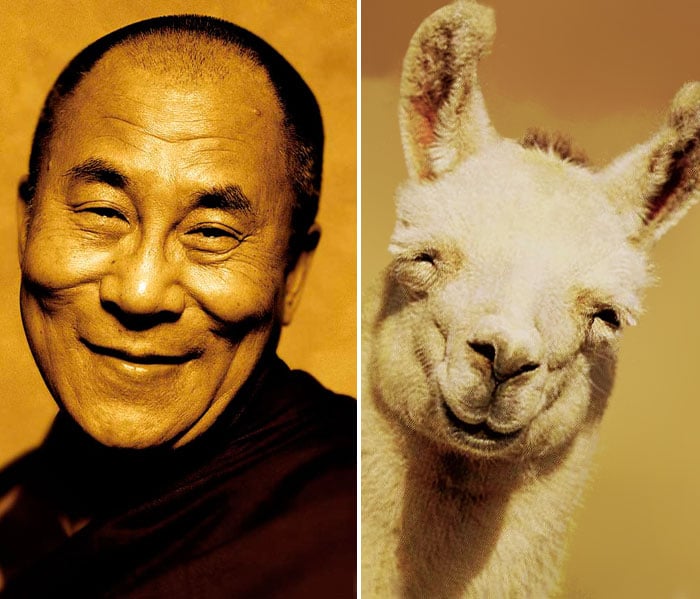 dalai lama y llama sonriendo