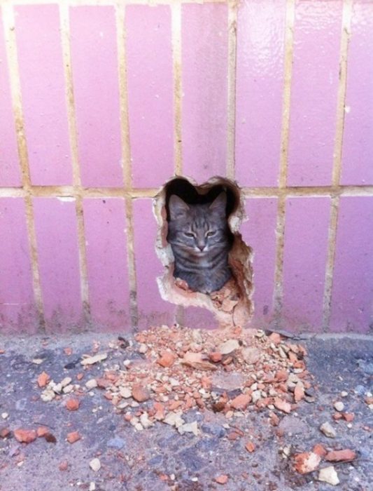 gato en pared con grieta con su silueta