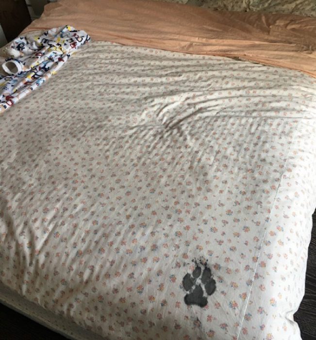 Cama con la mancha de la pata de un perro husky