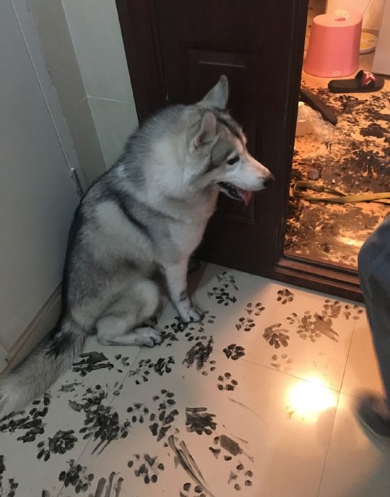 Husky regañado luego de ensuciar todo el departamento de sus dueños 