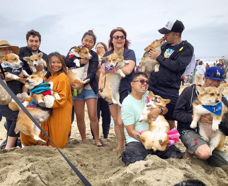 Día de playa del corgi