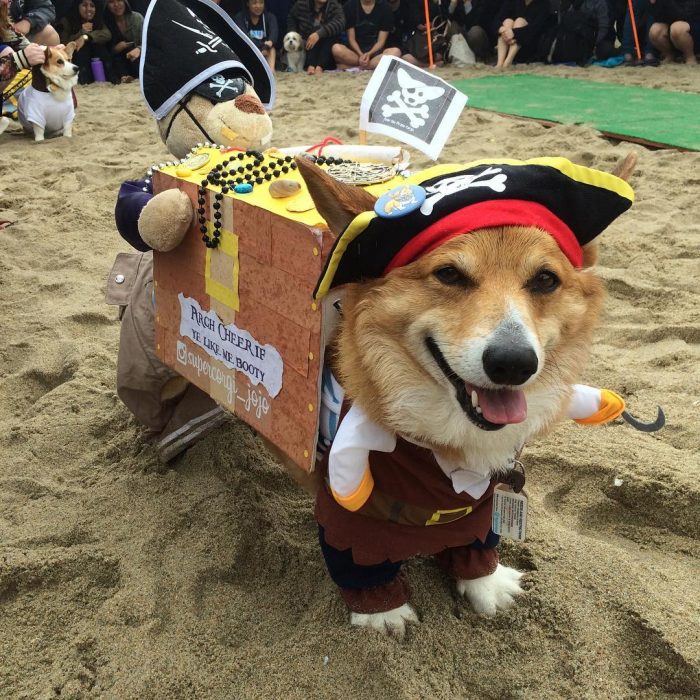 Día de playa del corgi